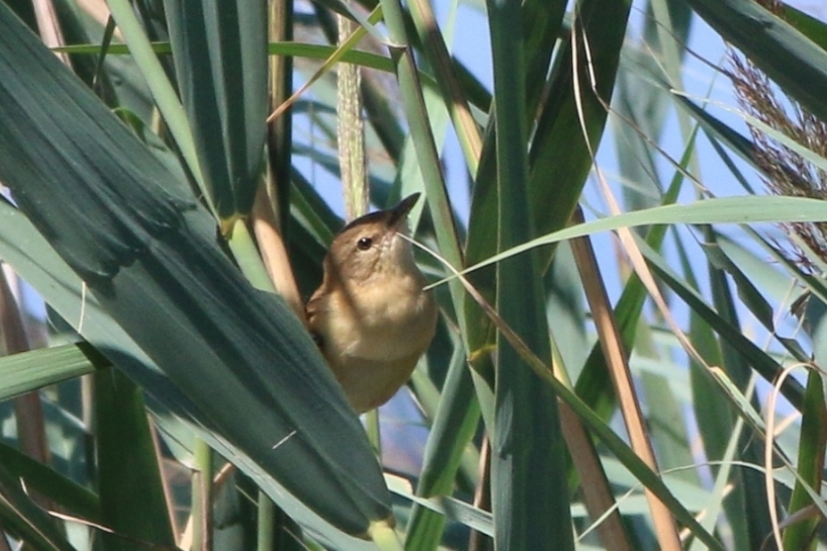 Aiuto identificazione